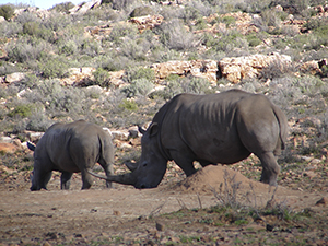 Rhino Sanctuary, Botswana